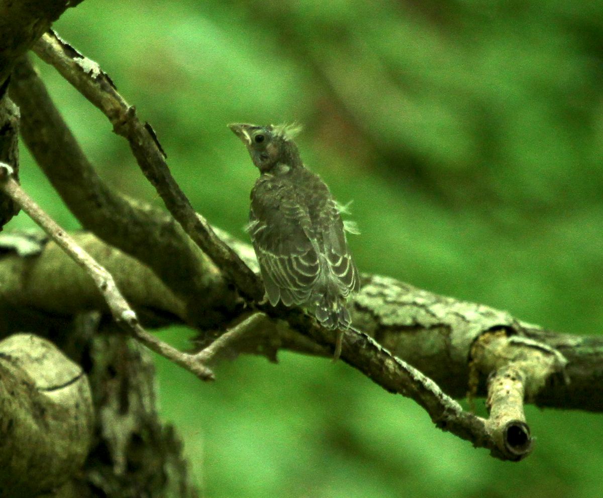 Brown-headed Cowbird - ML102600241