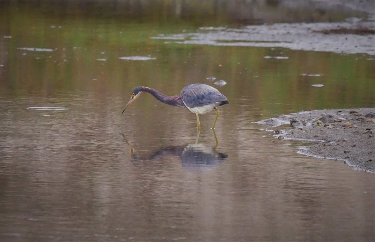 Tricolored Heron - ML102600881