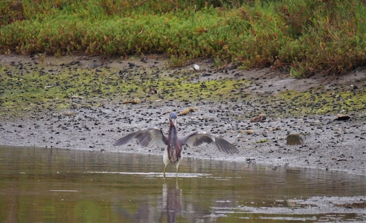 Tricolored Heron - ML102600901