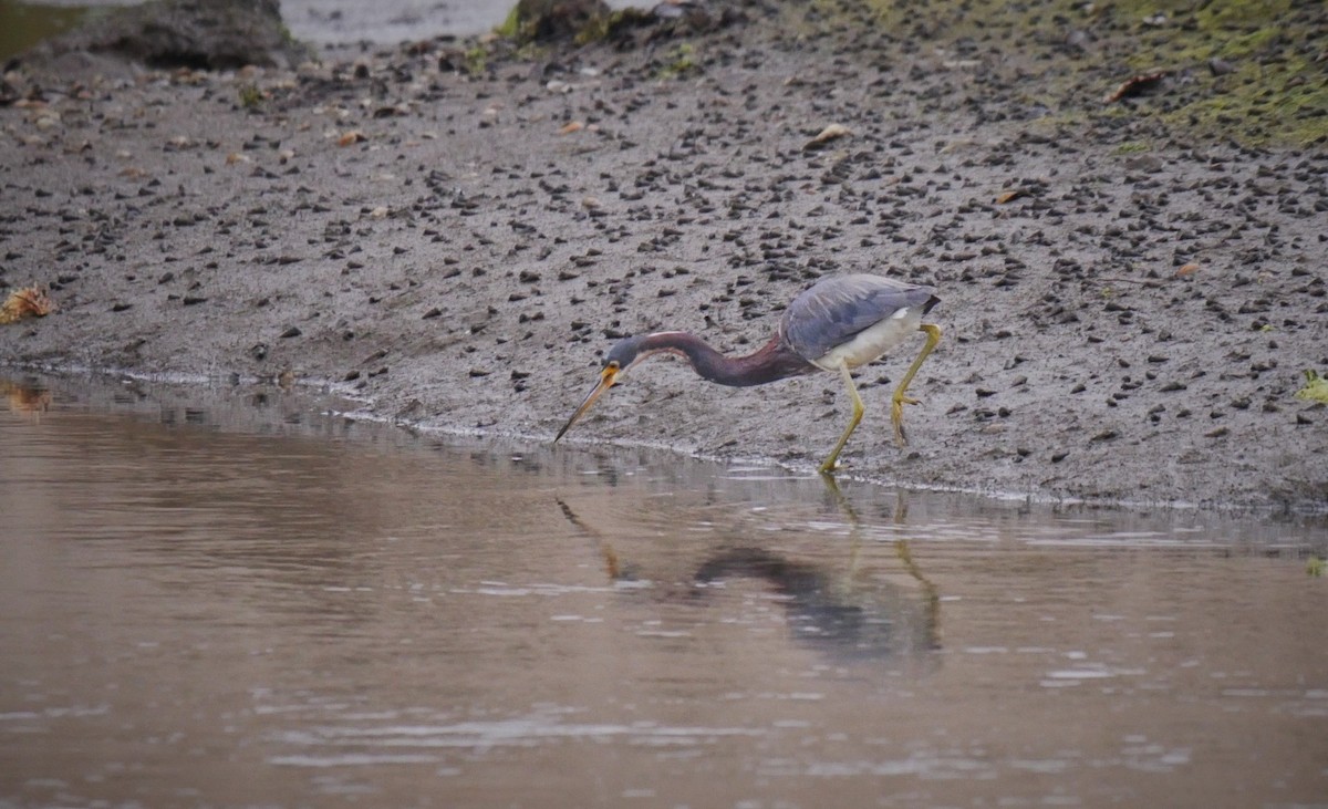 Tricolored Heron - ML102600911