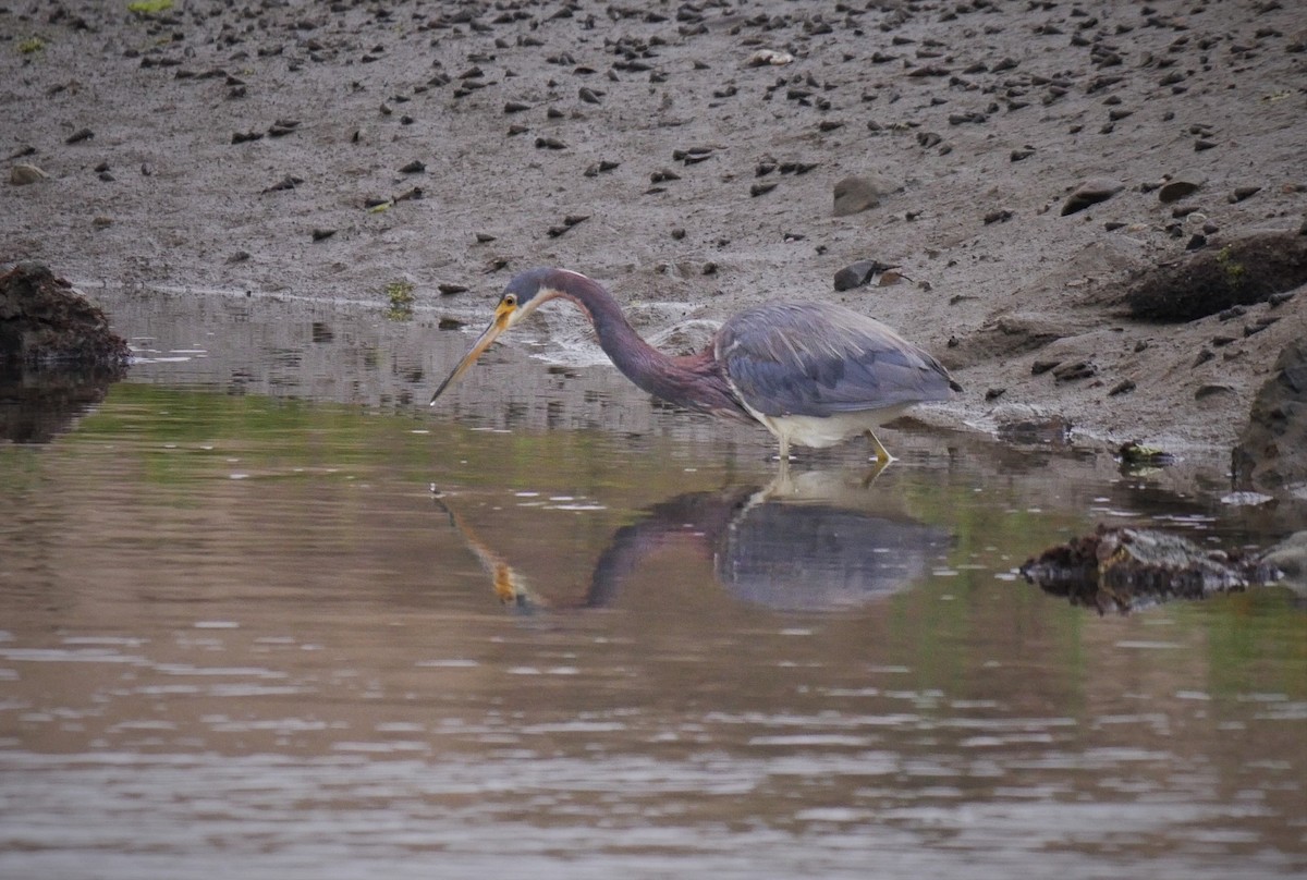 Tricolored Heron - Angela Kenny