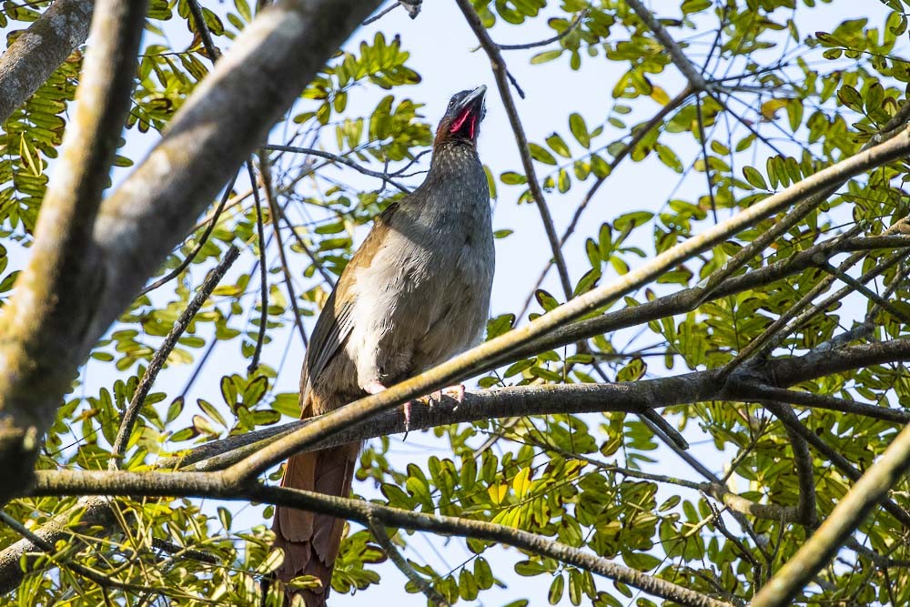 Variable Chachalaca - David Bishop