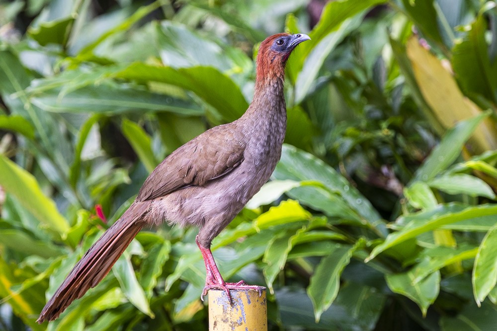 Variable Chachalaca - David Bishop