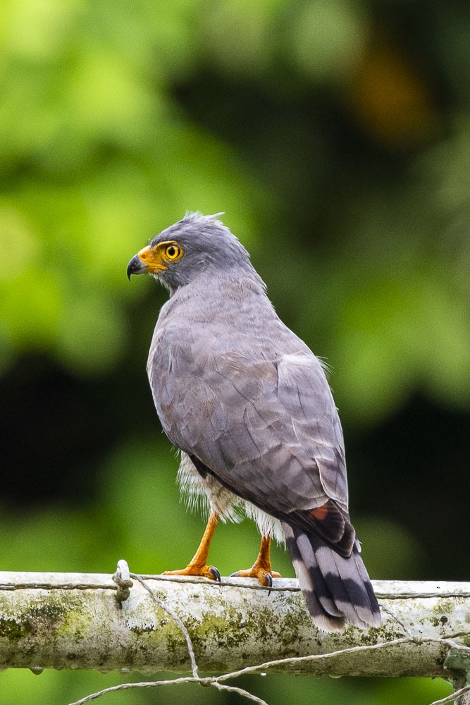 Roadside Hawk - ML102601441