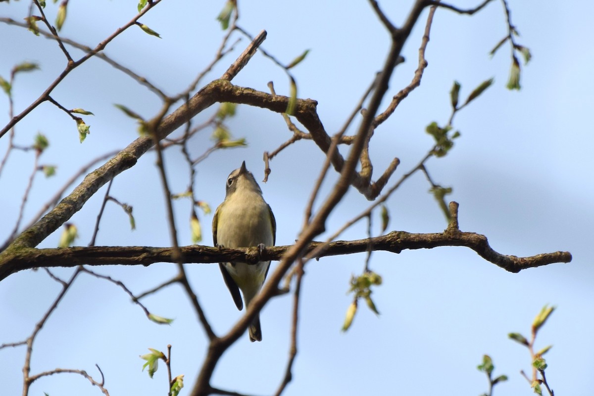 Vireo Solitario - ML102601941