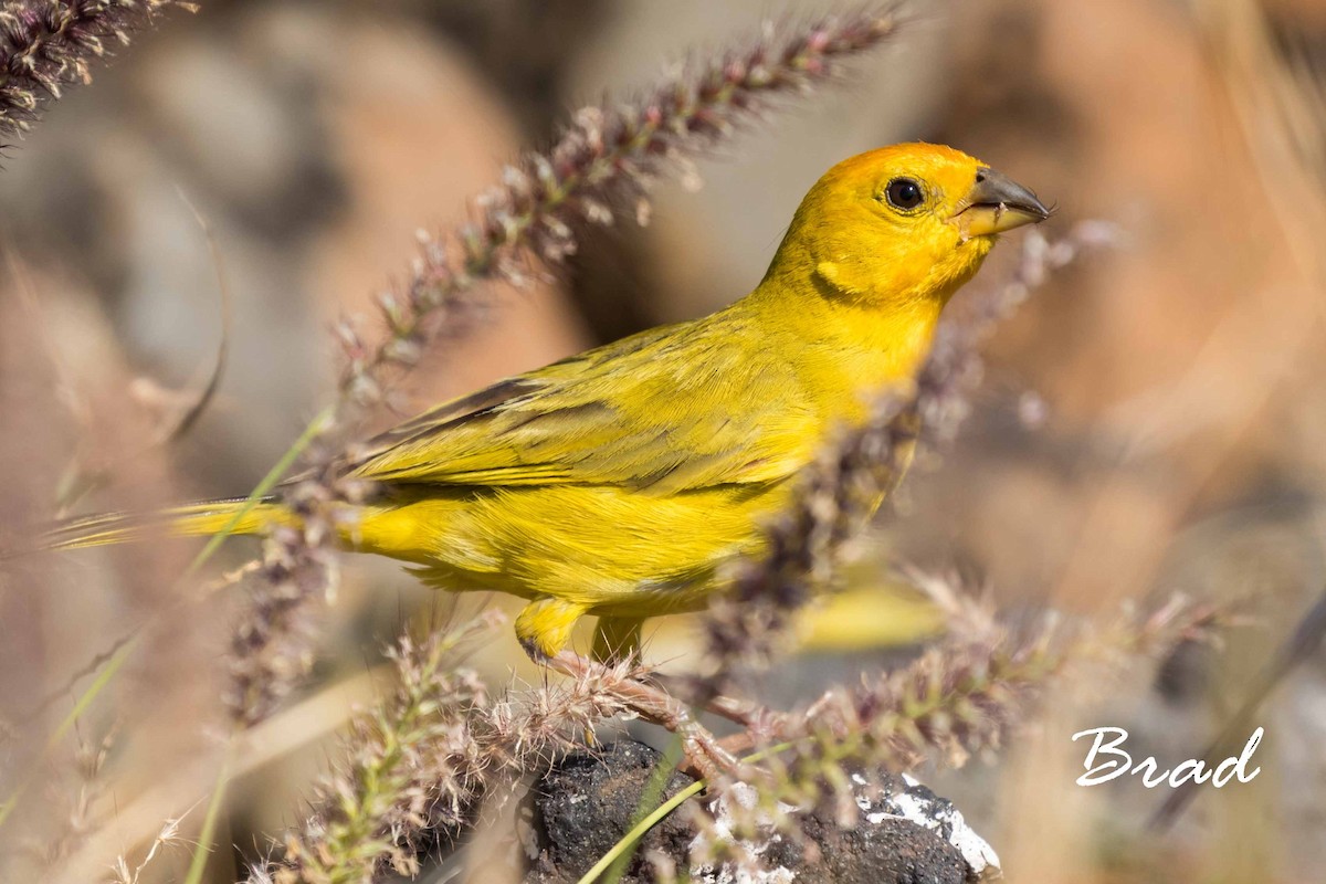 Saffron Finch - Brad Argue