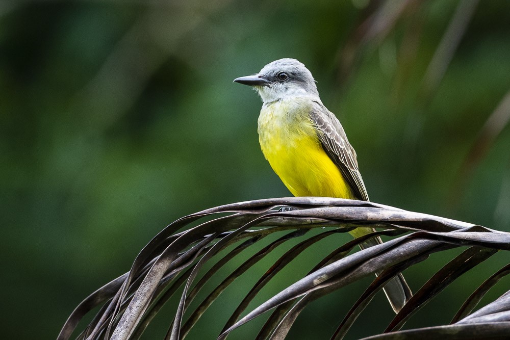 Tropical Kingbird - ML102602421