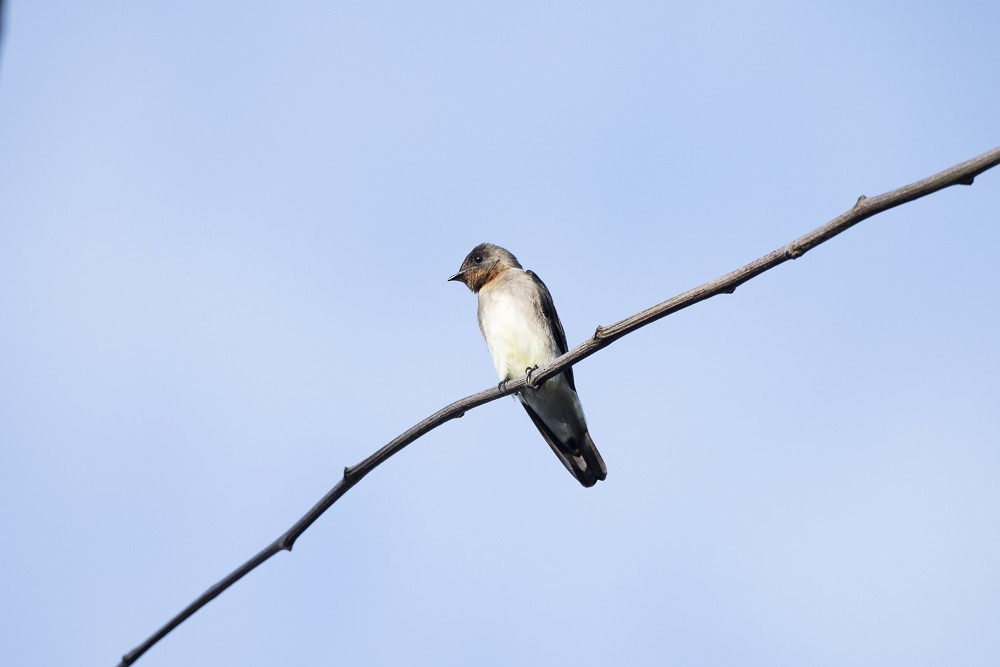 Southern Rough-winged Swallow - ML102602481