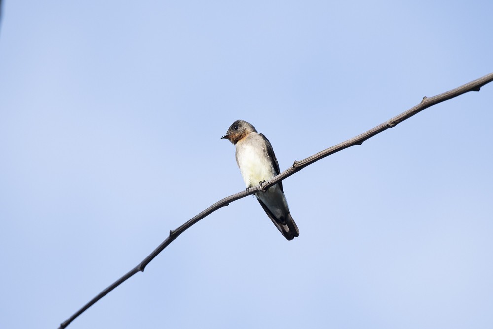 Golondrina Gorjirrufa - ML102602481