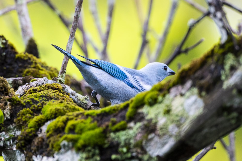 Blue-gray Tanager - ML102602901