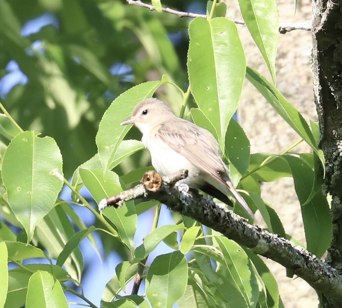 Warbling Vireo - Elizabeth Curley