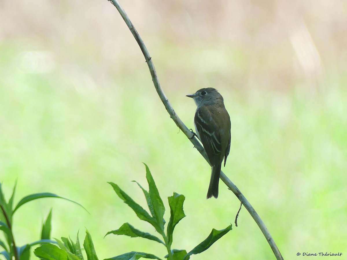 Least Flycatcher - ML102603421