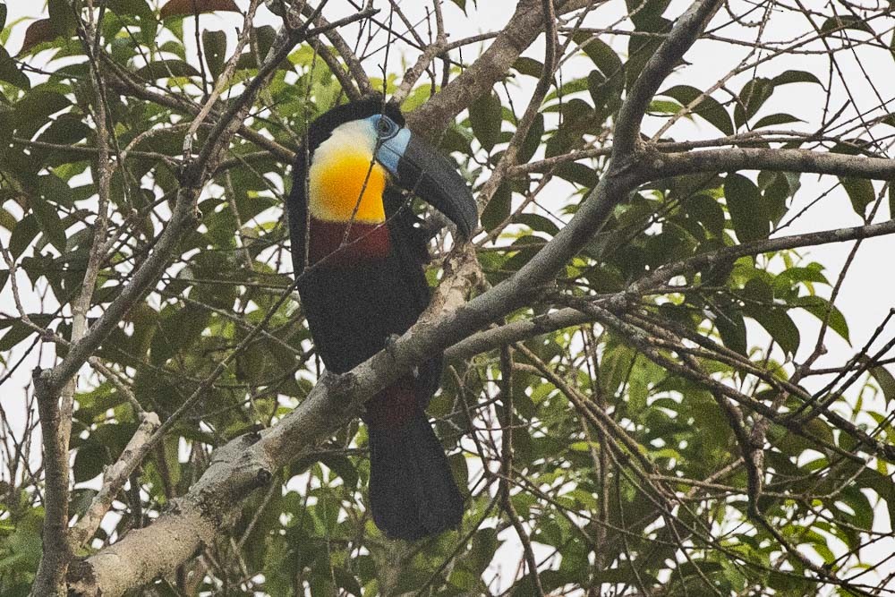 Channel-billed Toucan (Channel-billed) - David Bishop