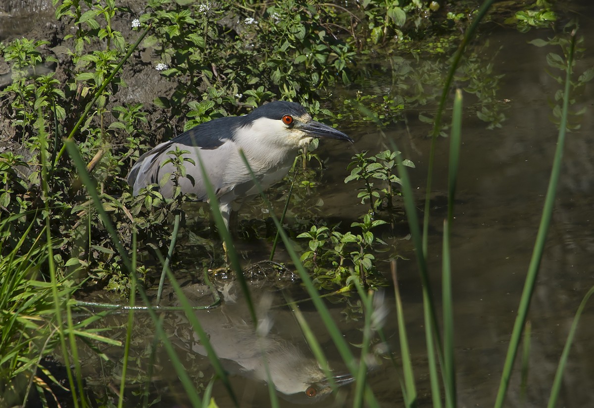 Black-crowned Night Heron - ML102603851