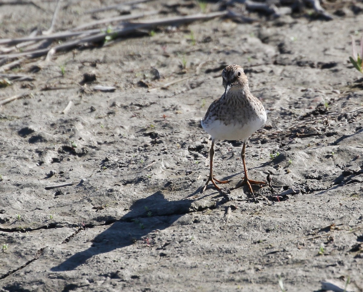 Least Sandpiper - ML102604821