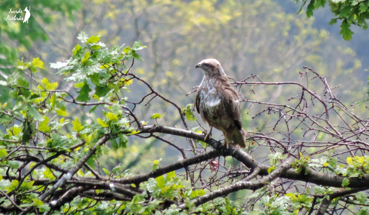 Common Buzzard - ML102605951