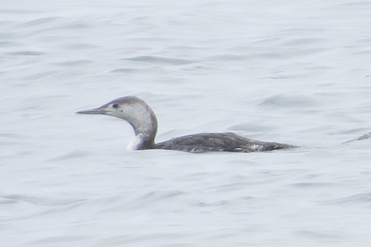 Red-throated Loon - ML102608051