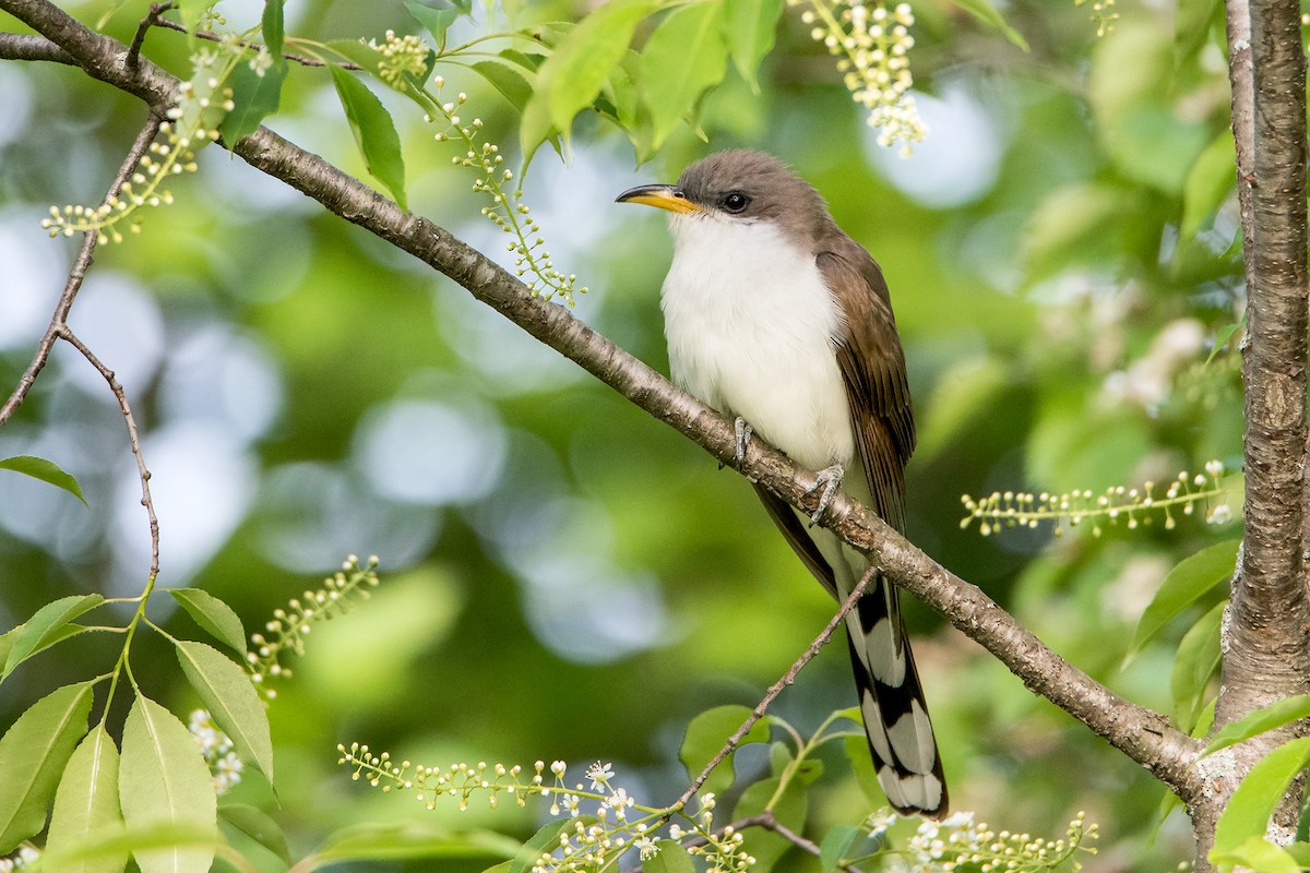 Yellow-billed Cuckoo - ML102608081