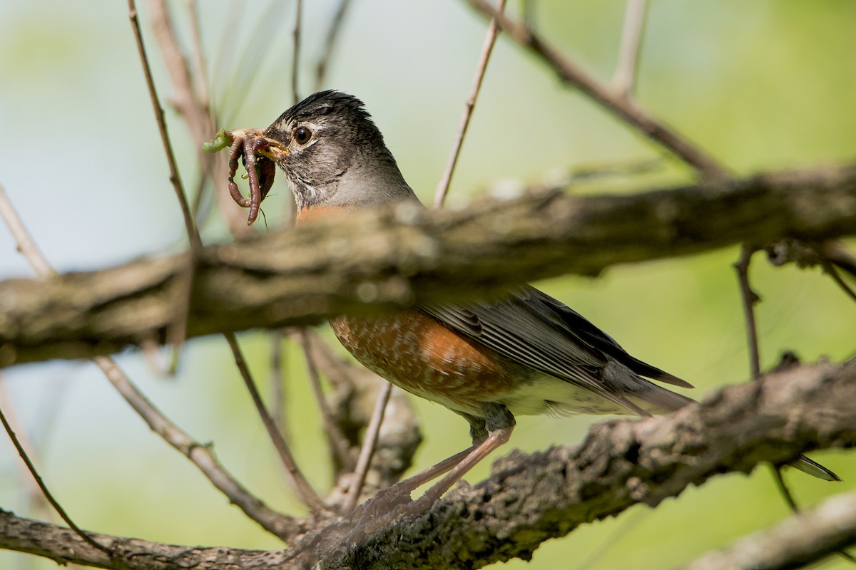 American Robin - ML102608171