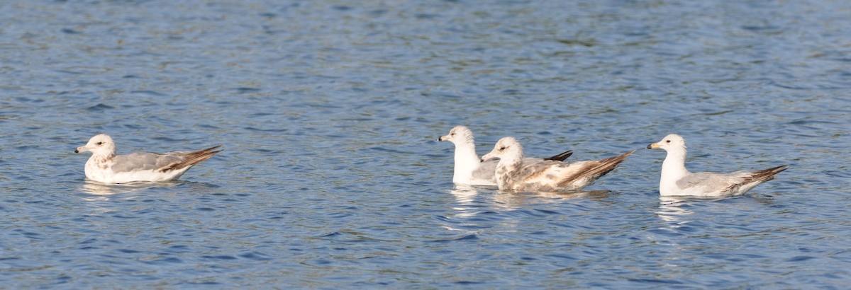 California Gull - ML102609101