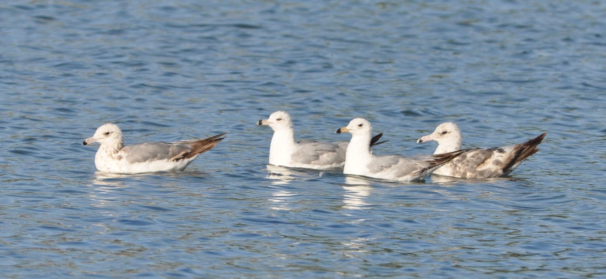 California Gull - ML102609211