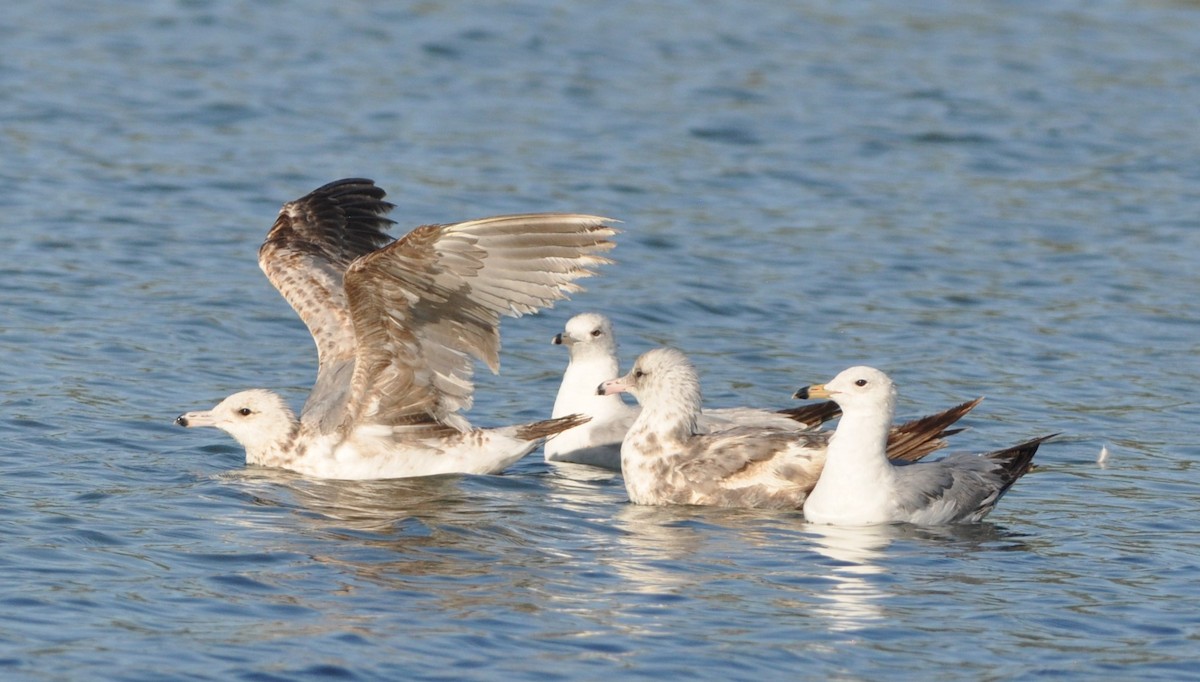 California Gull - ML102609321