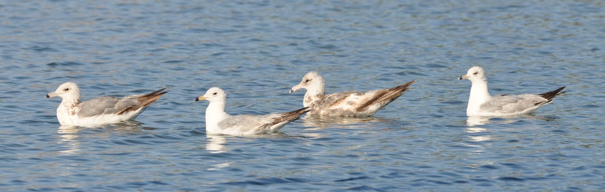 California Gull - ML102609371