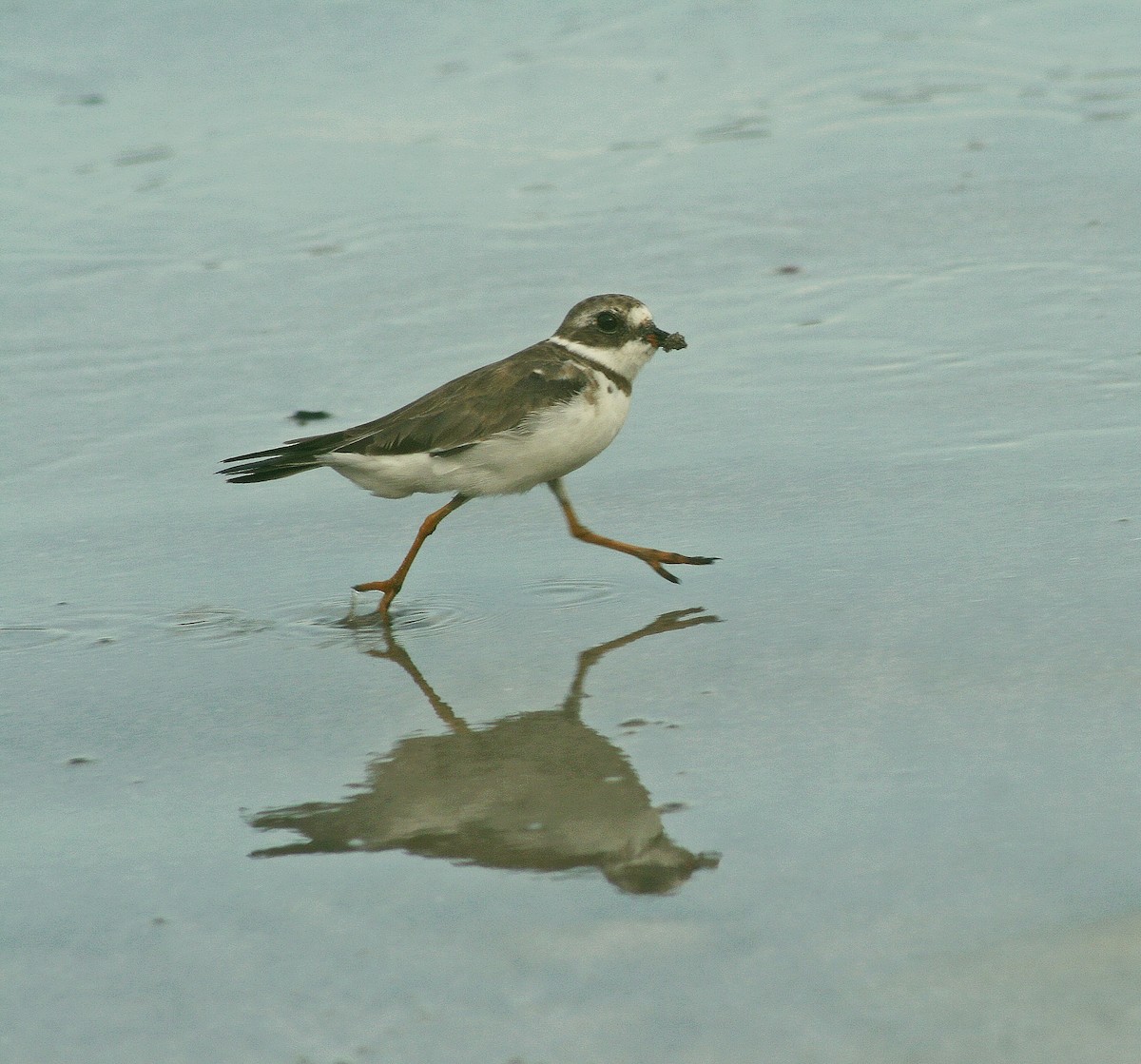 Semipalmated Plover - ML102609691