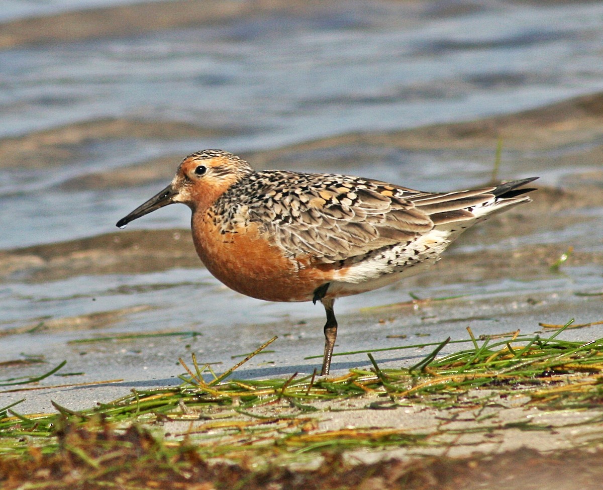 Red Knot - ML102609731