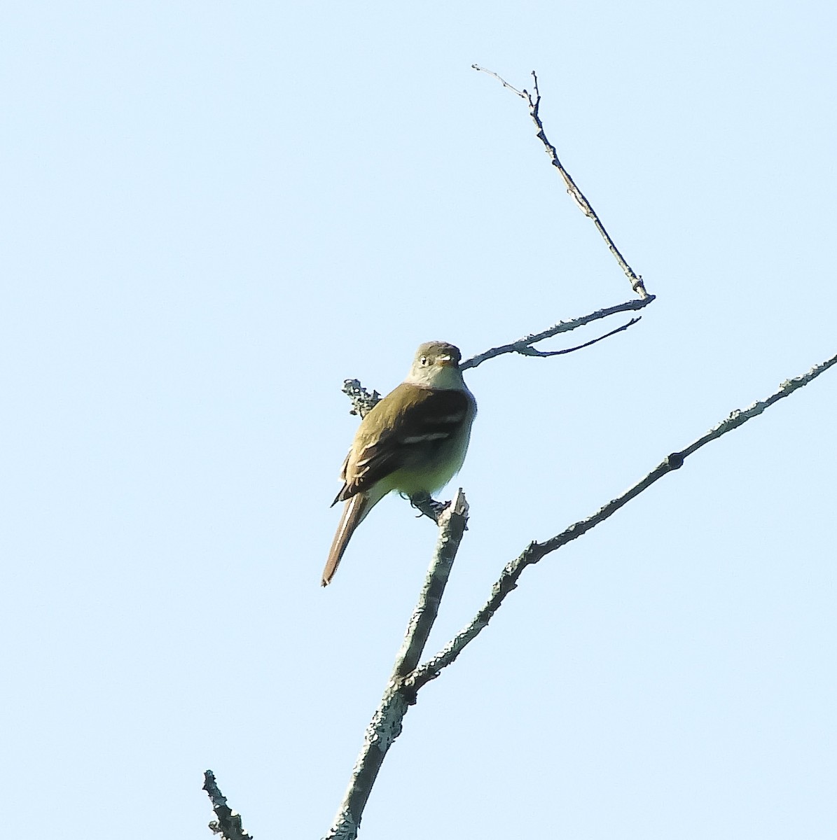 Alder Flycatcher - ML102610921