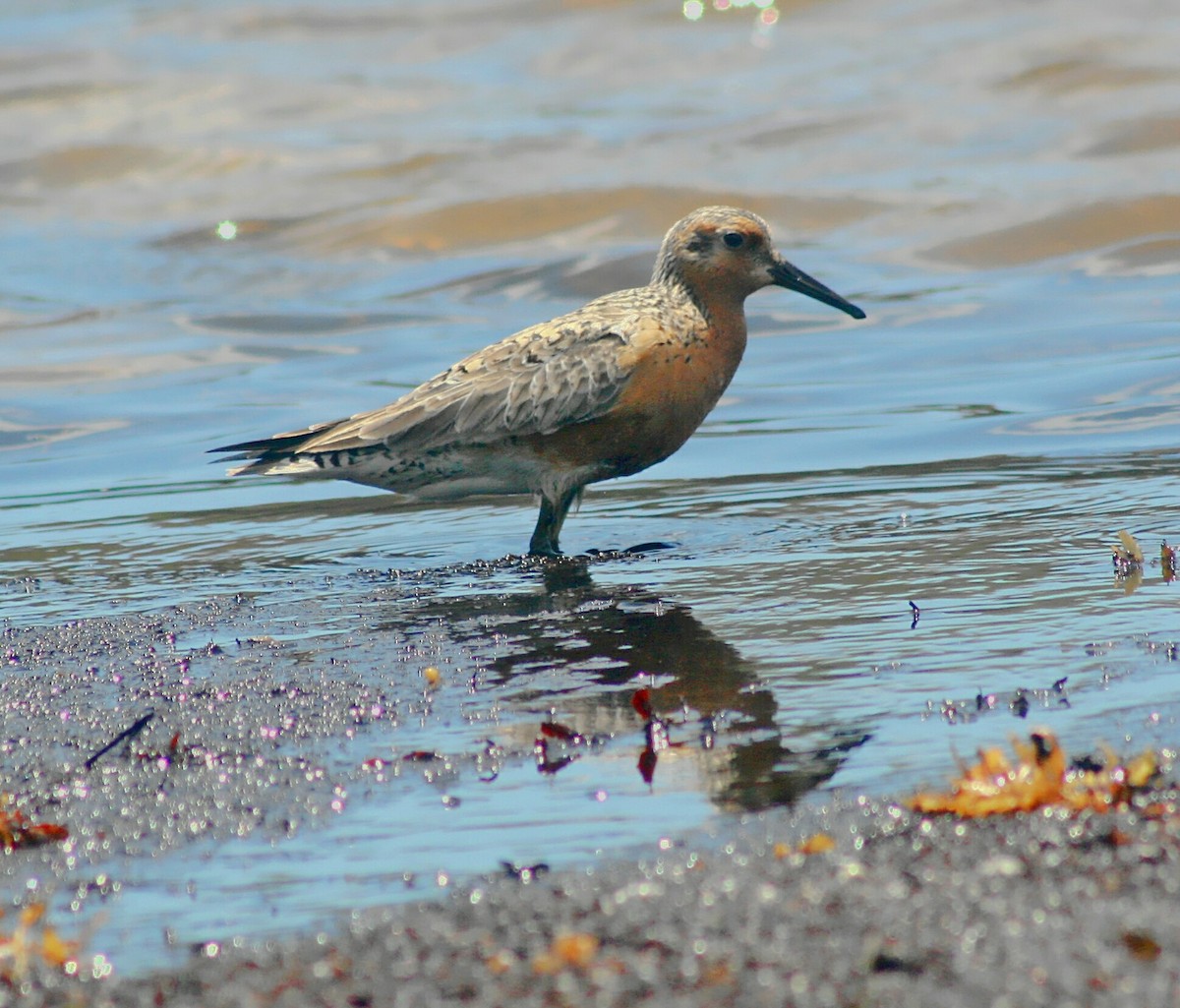 Red Knot - ML102611391