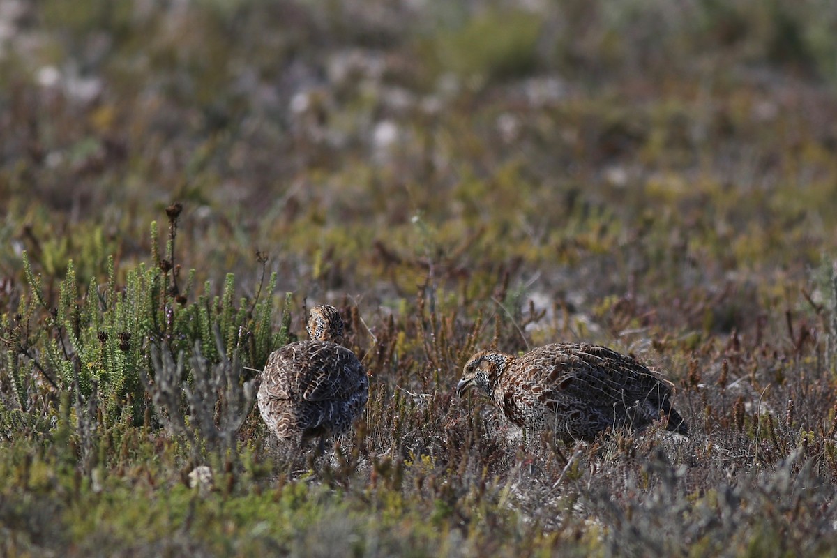 Gray-winged Francolin - ML102611771