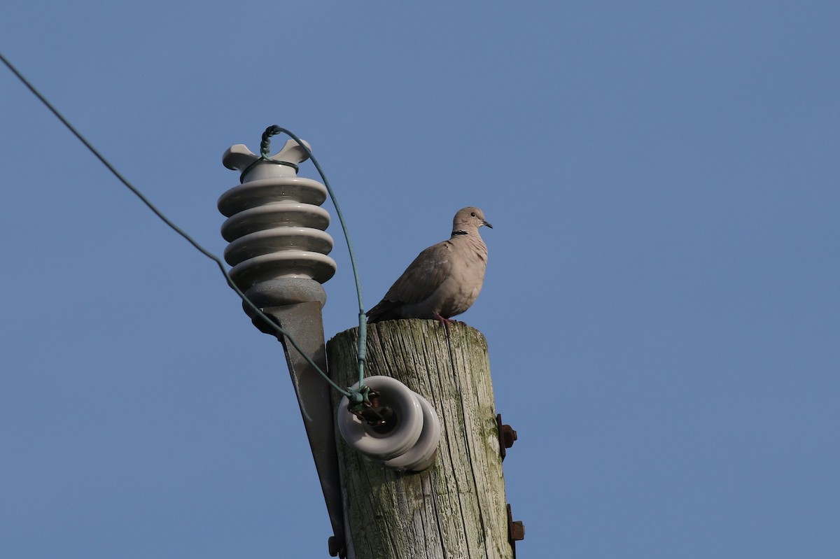 Eurasian Collared-Dove - ML102612131