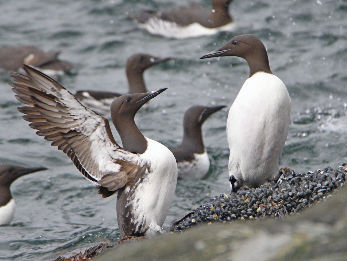 Common Murre - Dr. Jörg Kundler