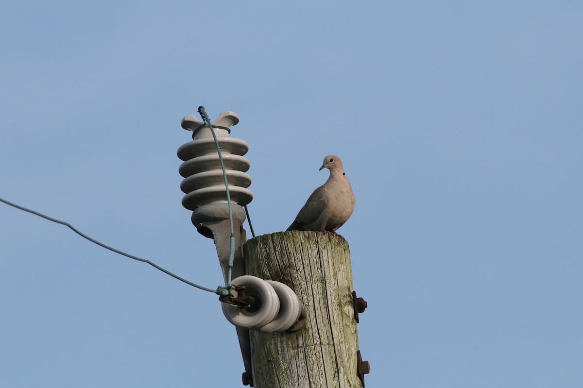 Eurasian Collared-Dove - ML102612251