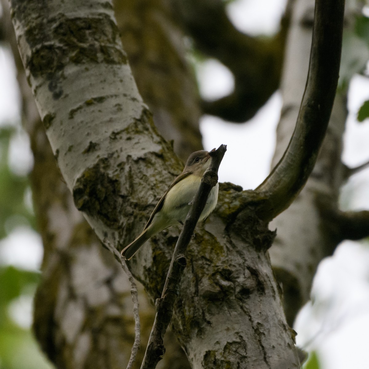 Eastern Warbling Vireo - ML102614961
