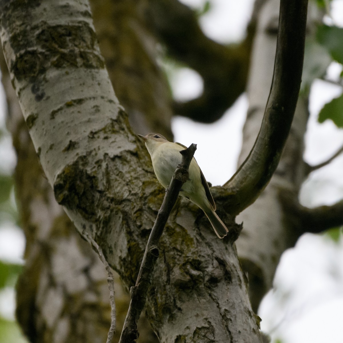 Eastern Warbling Vireo - ML102614971