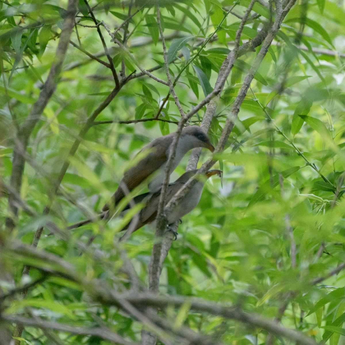 Yellow-billed Cuckoo - ML102615181