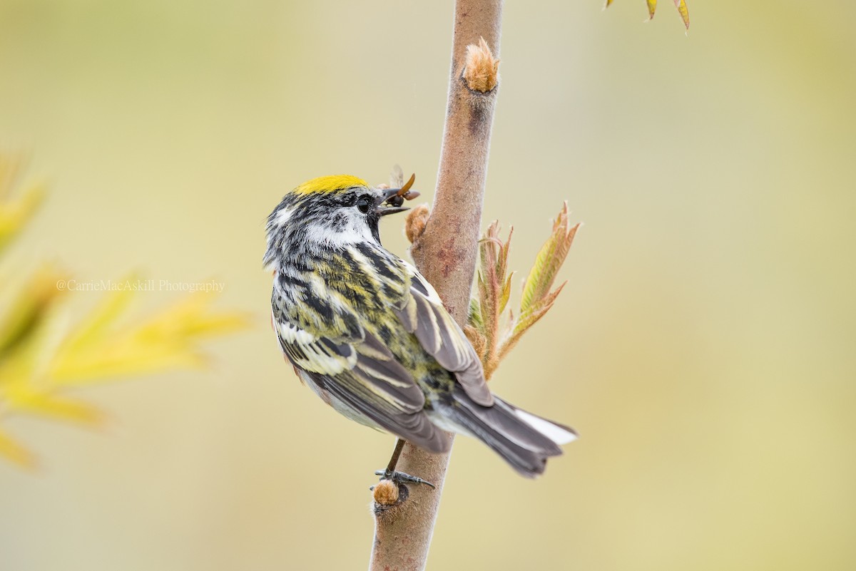 Chestnut-sided Warbler - Carrie MacAskill