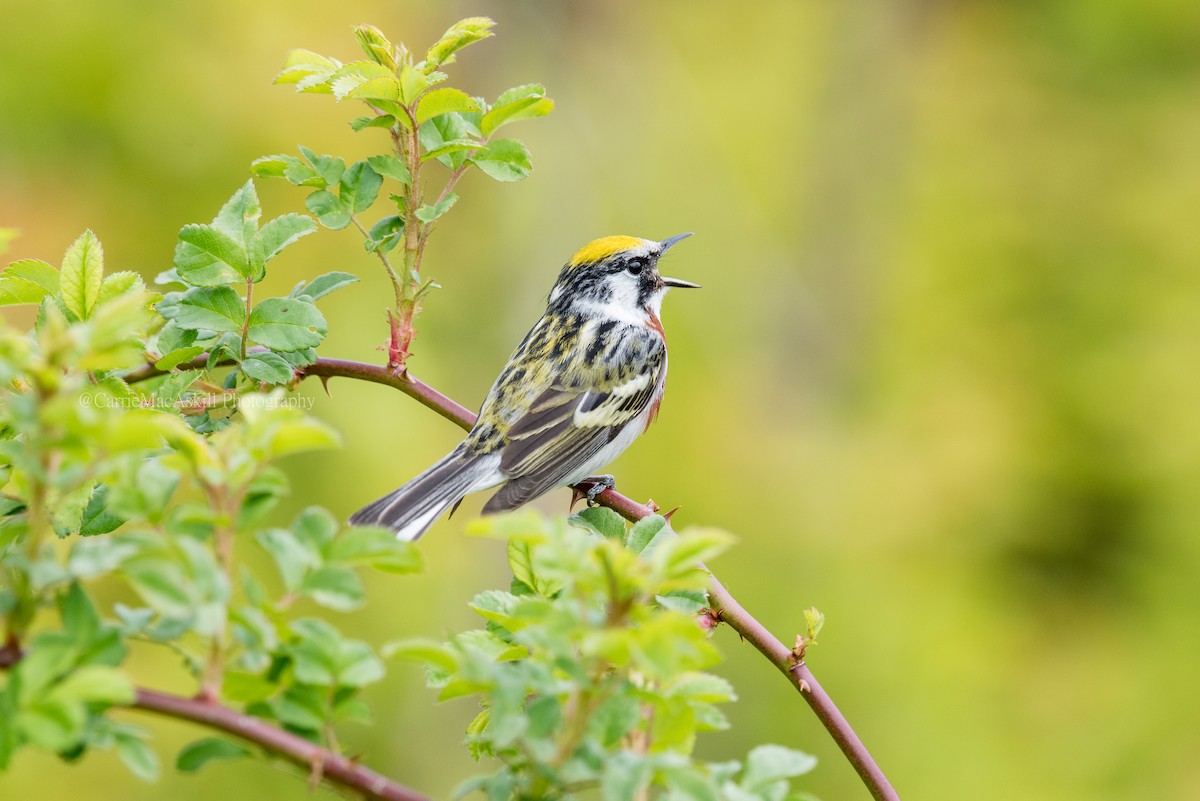 Chestnut-sided Warbler - ML102616781