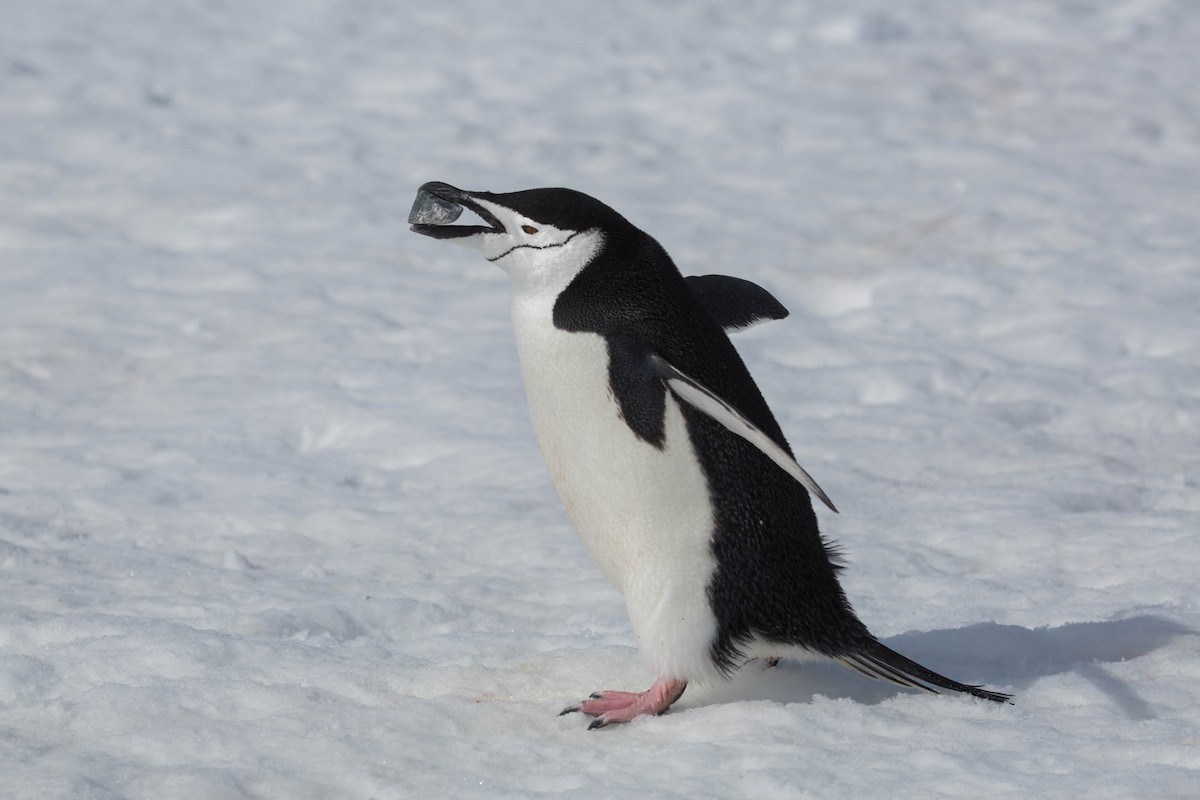 Chinstrap Penguin - Santiago Imberti