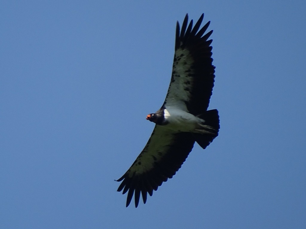 King Vulture - ML102618581