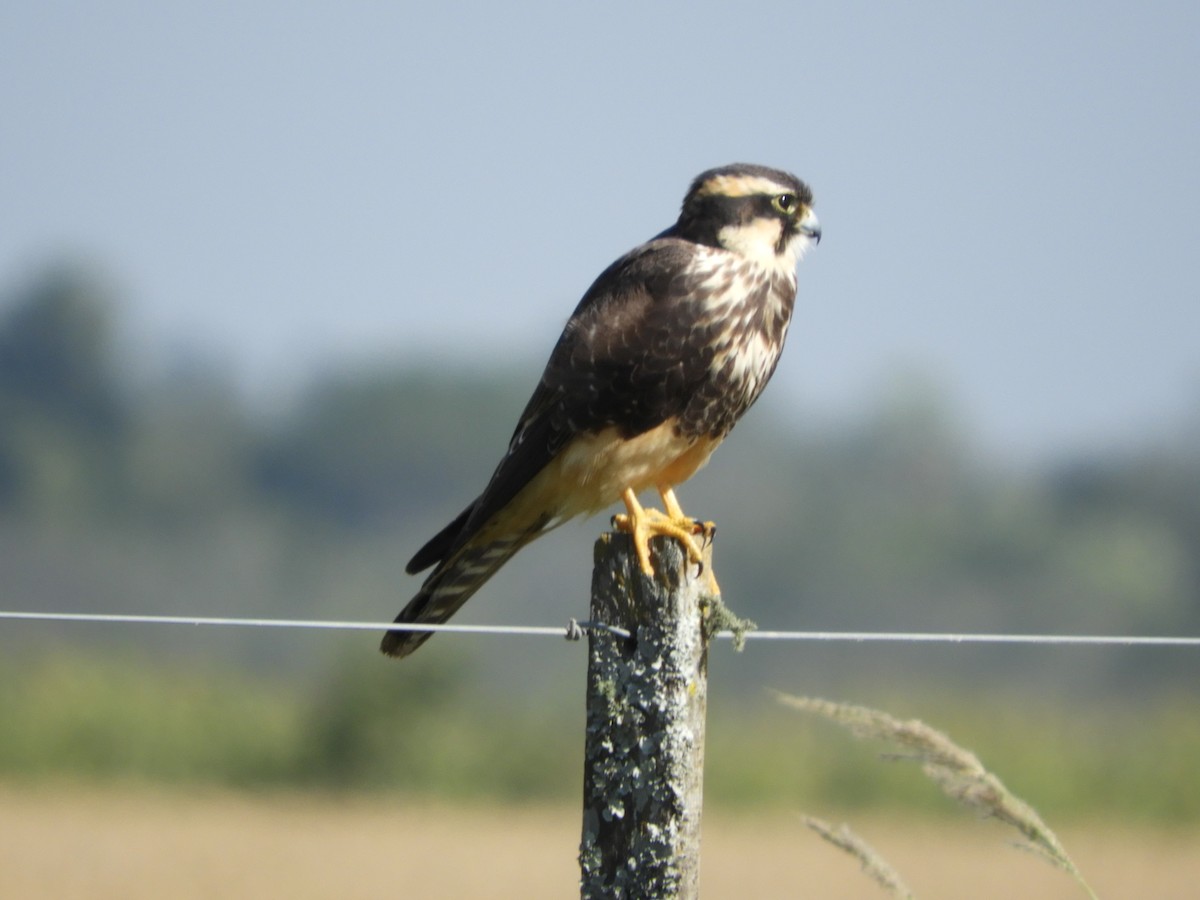 Aplomado Falcon - Silvia Enggist