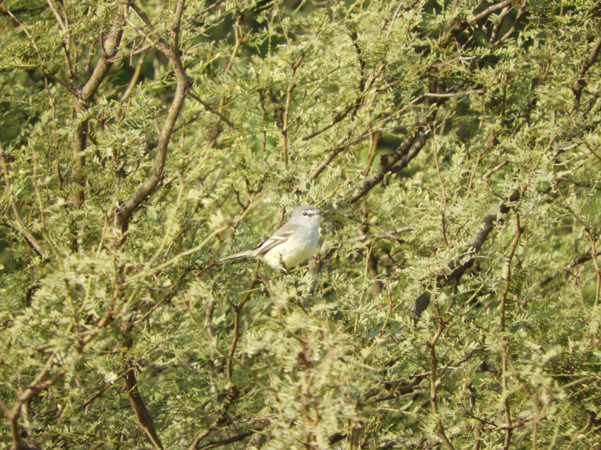 Straneck's Tyrannulet - ML102620881