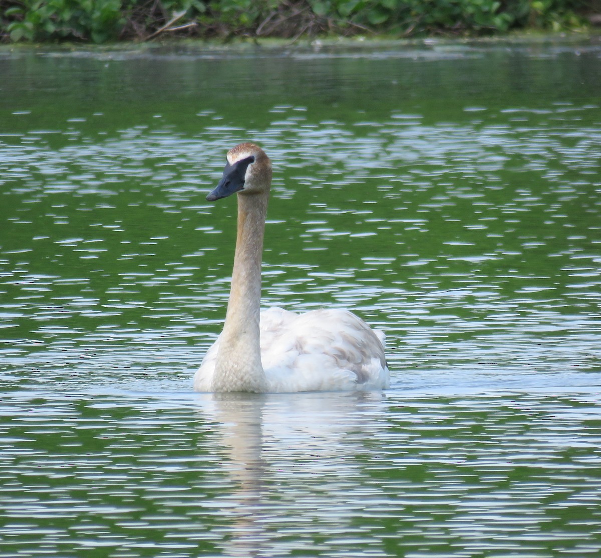 Trumpeter Swan - Sally Erickson