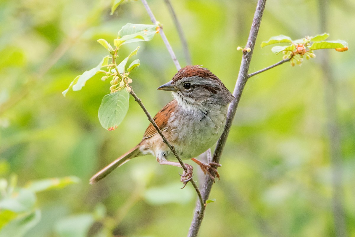 Swamp Sparrow - Sue Barth