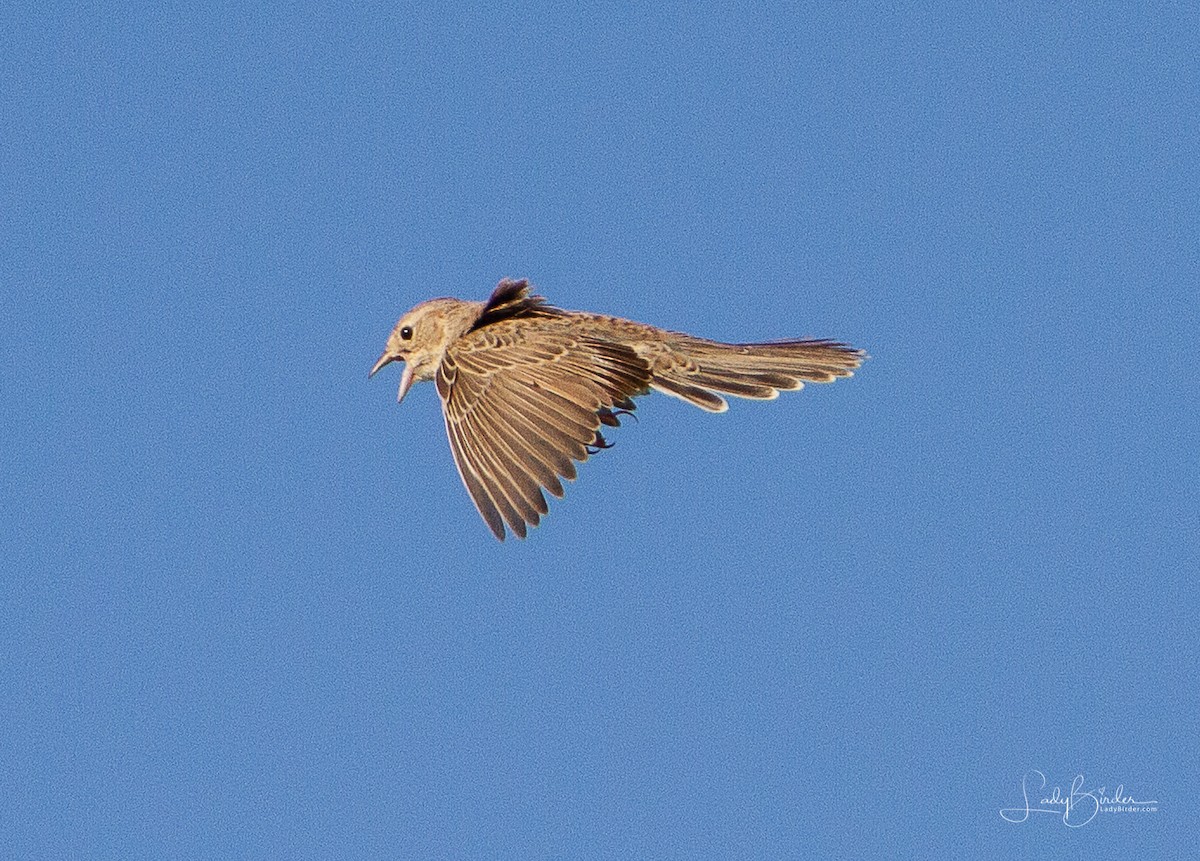 Cassin's Sparrow - ML102624651