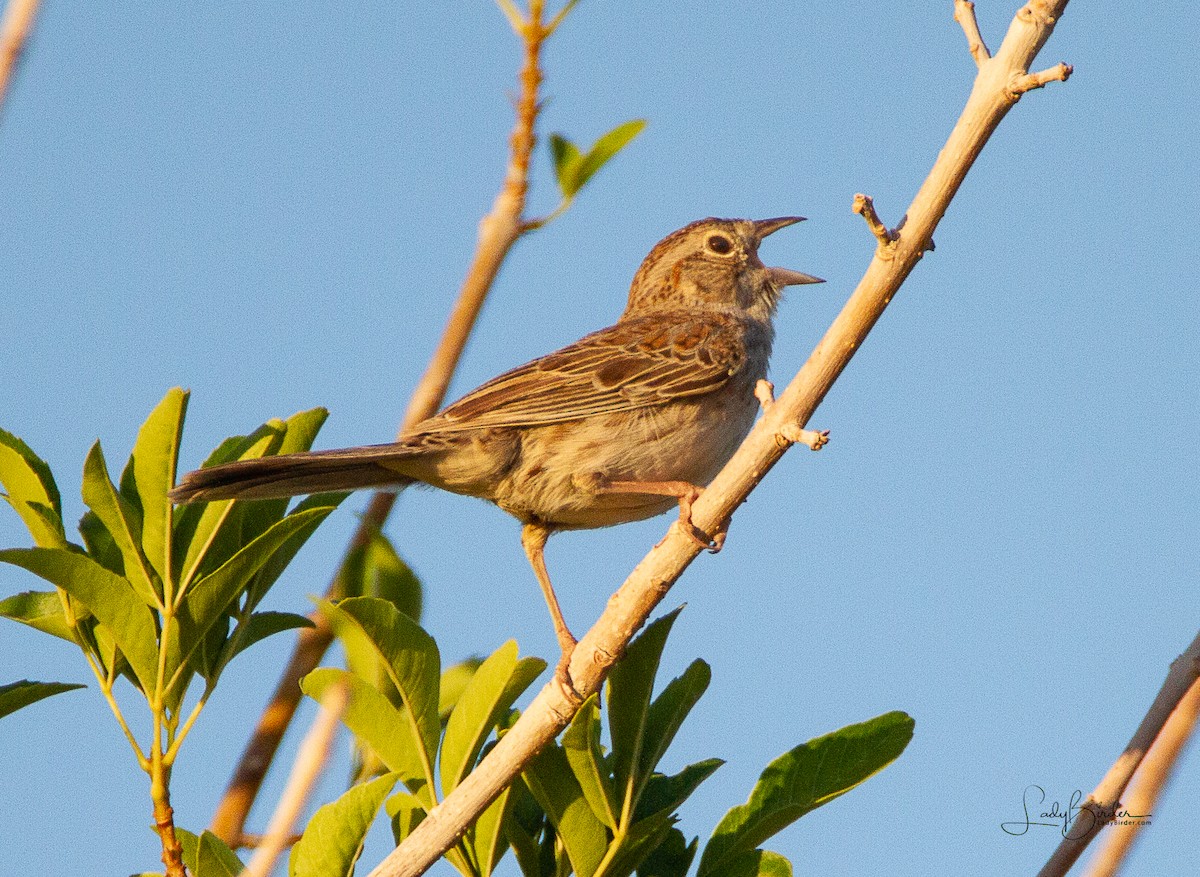 Cassin's Sparrow - ML102624681