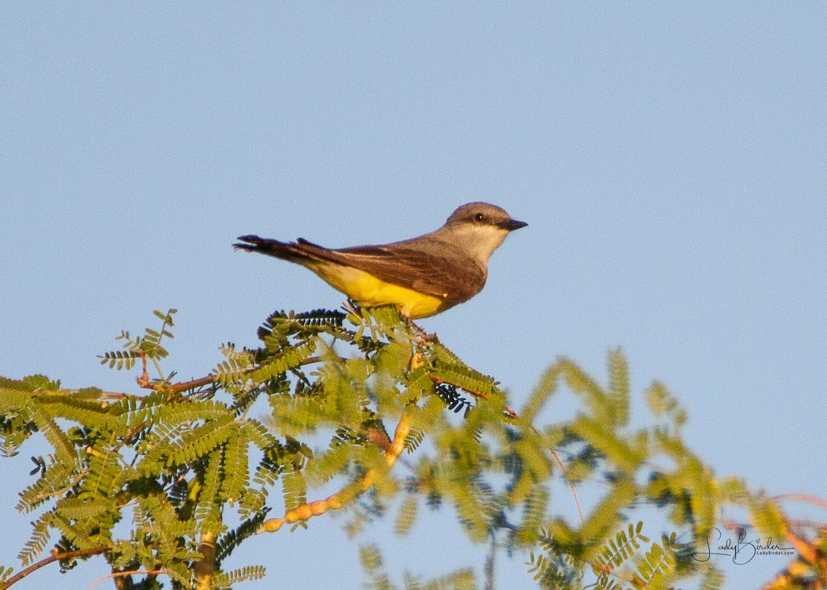 Western Kingbird - Lyndie Mason Warner