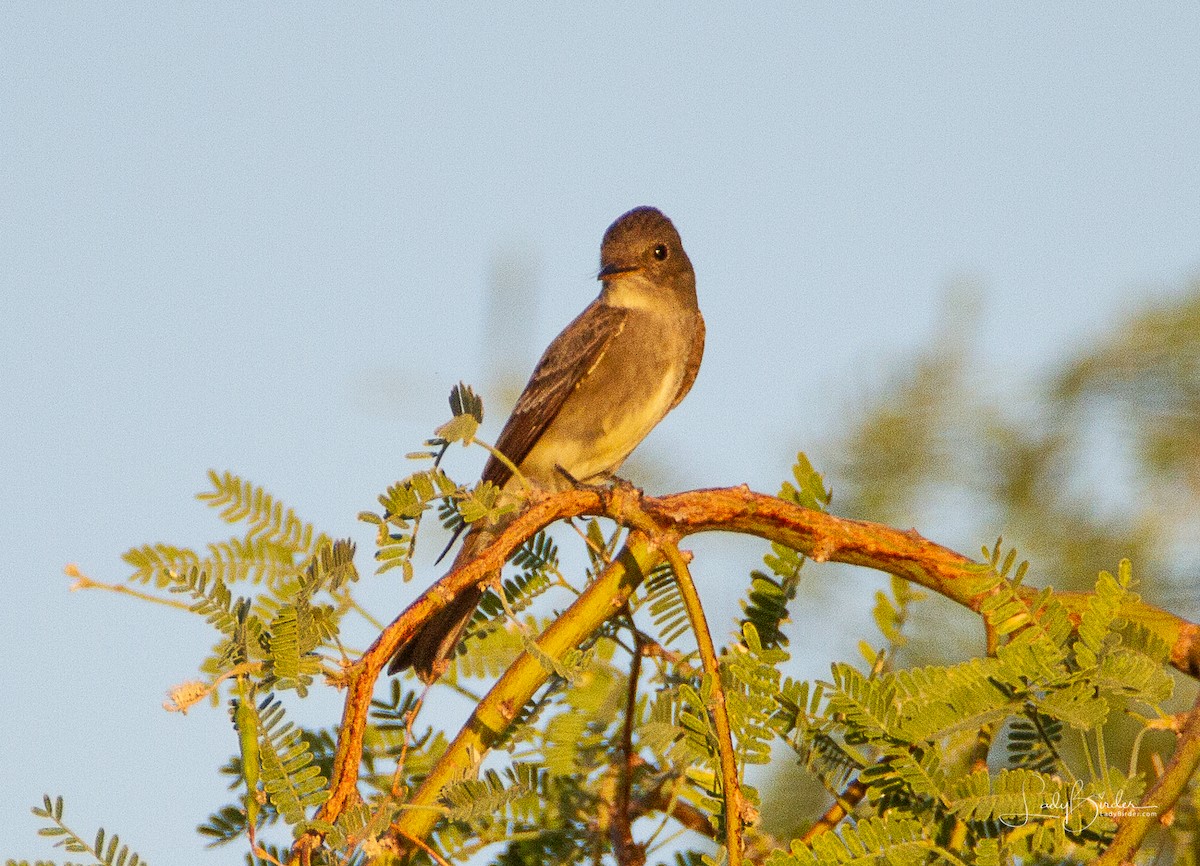 Western Wood-Pewee - ML102625441